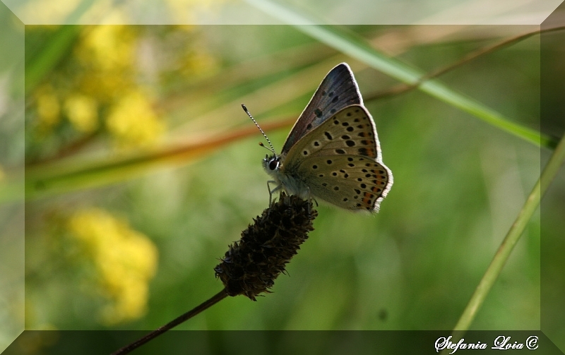 Lycaena tityrus